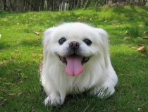 京巴犬,中国古老犬种，可爱与智慧并存的伴侣